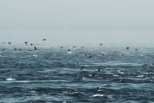 A beautiful shot of seagulls flying above sea waves on a foggy day