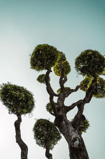 A vertical low-angle shot of a bonsai tree against a clear blue sky.