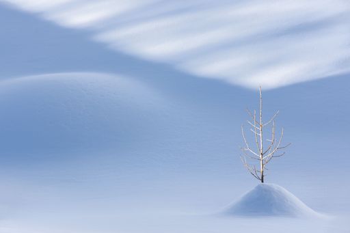 A beautiful shot of a bare tree sticking out of a thick layer of white snow