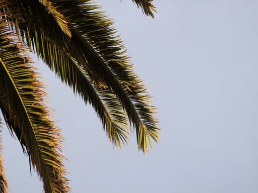 A closeup of the beautiful palm tree branches under sunlight against a blue sky
