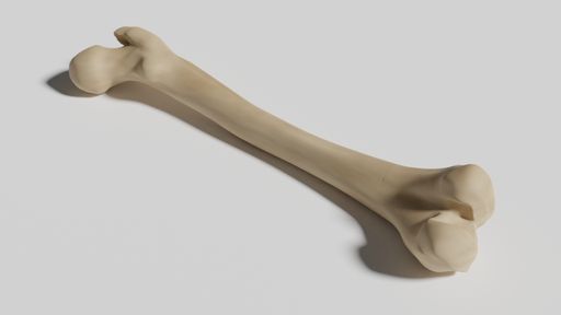 An artificial bone isolated on white background