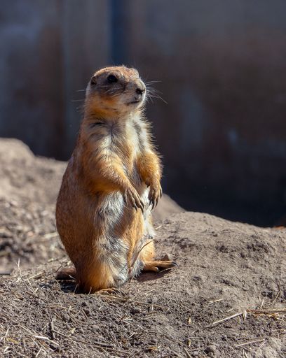 A vertical shot of an adorable steppe gopher standing on the soil on the blurred background