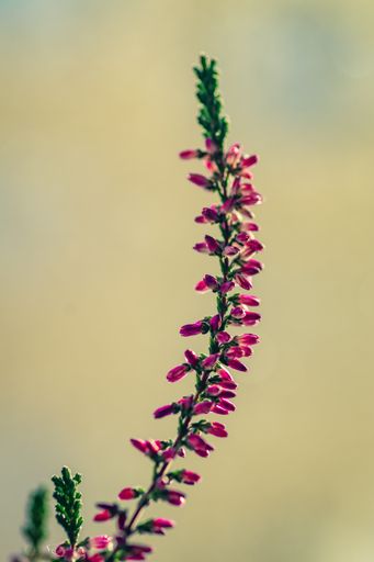 A vertical shot of calluna in a field under the sunlight with a blurry background