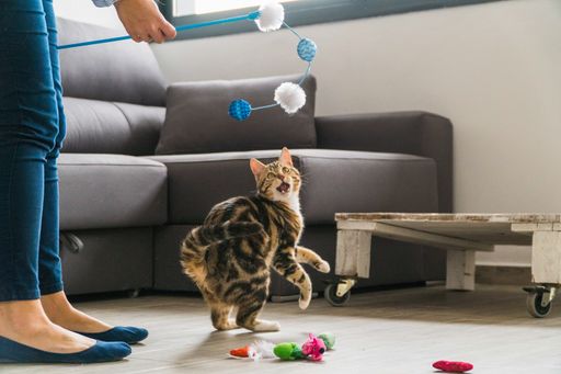 A closeup shot of a cat and its owner playing with a toy cane at home