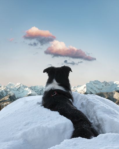 A ve black and white dog lying on the snow in the mountains