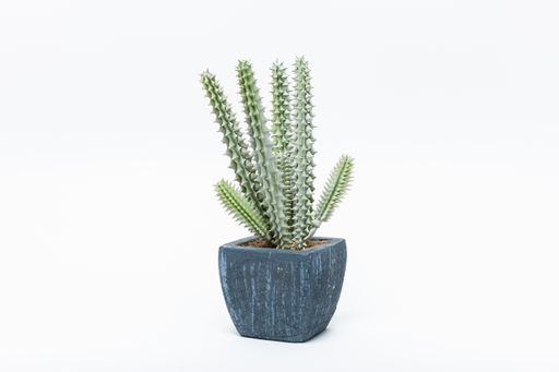 A potted cactus isolated on a white background