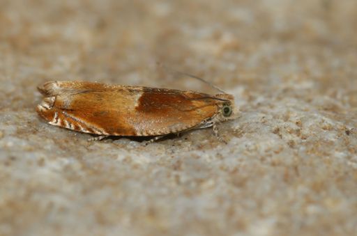A closeup on the small but colorful Red roller moth, Ancylis mitterbacheriana sitting on a stone