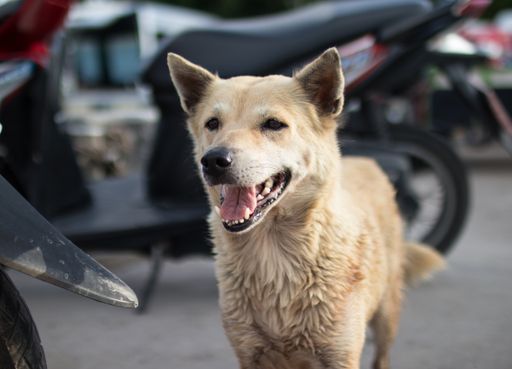 A closeup of a beige dog outdoors under the sunlight in Thailand with a blurry background