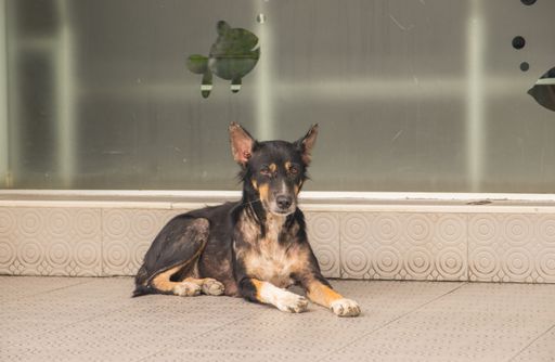 A closeup of a black dog lying on the ground near a building under the sunlight in Thailand
