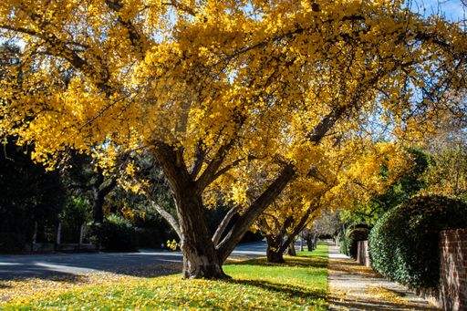 A beautiful scenery of different kinds of trees on the street