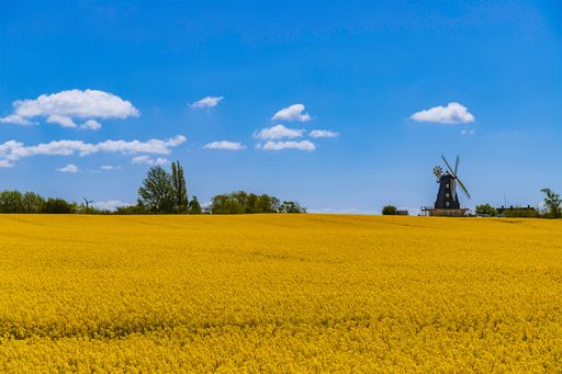 A beautiful field of the yellow rapeseed on a bright sunny day - great for a wallpaper
