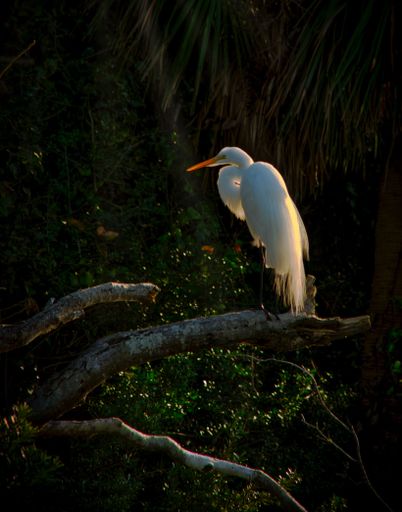 A beautiful view of a white great egret with a long and orange beak sitting on a thick branch of a tree