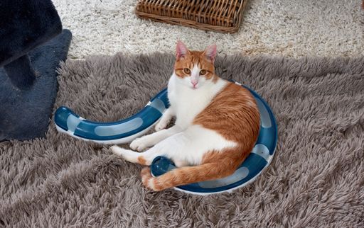 A high angle shot of a cat lying on the carpet with its toy around it