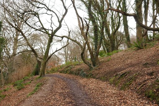 A rural road surrounded by trees and fallen dry leaves in autumn