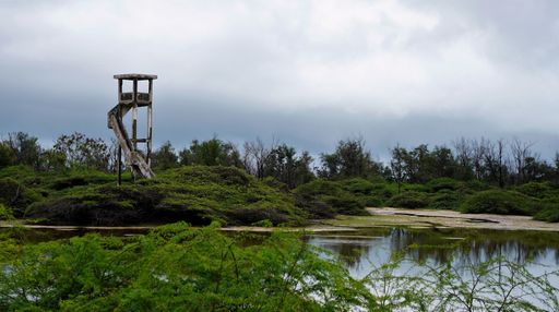 A tranquil pond surrounded by lush greenery with an old wooden tower in a state of disrepair looming over it