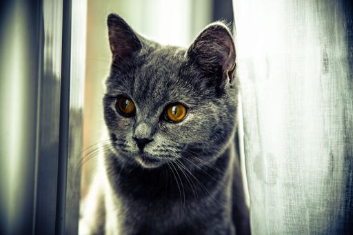 A closeup of a cute gray British short hair cat with glowing orange eyes looking out of the window