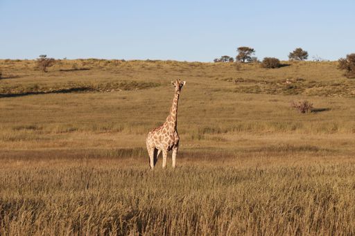 This image features a giraffe standing in a lush field on a sunny day