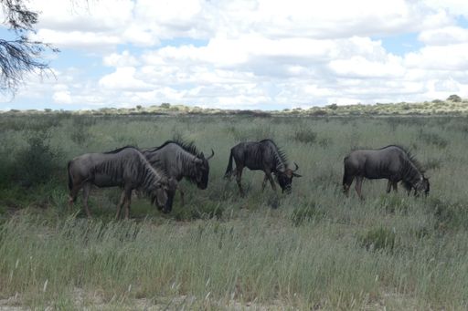 A large herd of wildebeest is pictured in a vibrant green field amongst a backdrop of shrubbery