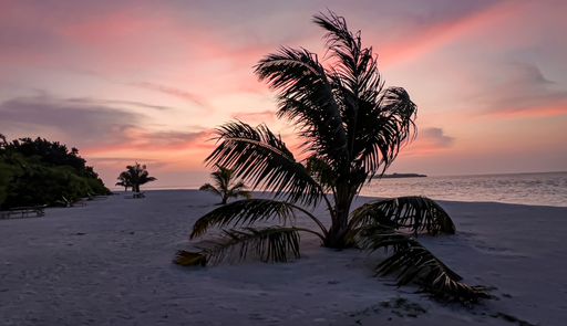 A mesmerizing calm sandy beach with palm trees under the orange sky in the evening