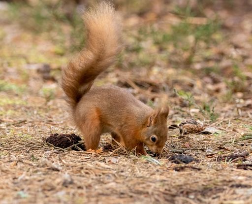 A close-up shot of an alert and vibrant red squirrel diligently burying a nut in the lush green forest floor