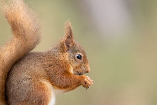 An adorable gray squirrel standing on its hind legs, its fluffy tail held high and holding a snack