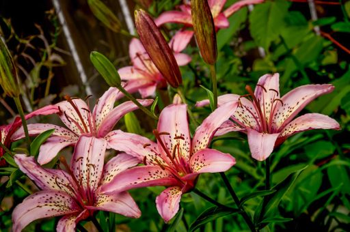 A selective focus shot of beautiful stargazer lilies with green leaves in the background