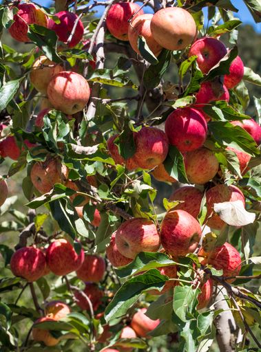 A closeup of the fresh juicy and ripe red apples on the tree branches in the garden