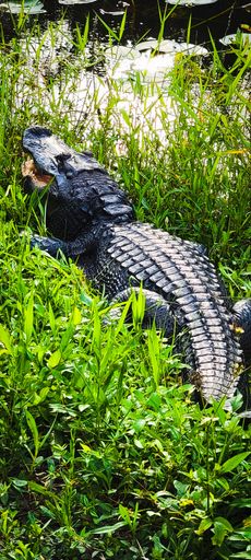 An alligator laying in the lush green grass near a body of water on a sunny day
