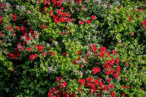 A beautiful shot of Hedge red roses among green leaves best for background