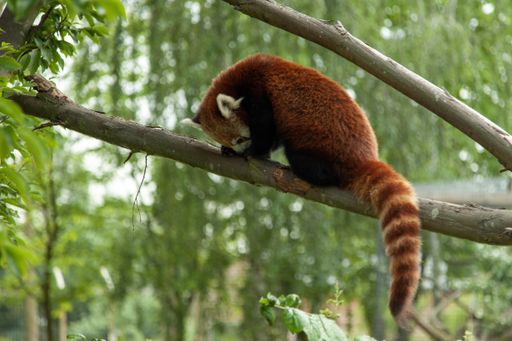 A selective focus shot of a cute rare red panda living in the zoo