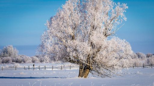 A scenic view of a snow covered tree in a field against a blue sky on a beautiful winter day