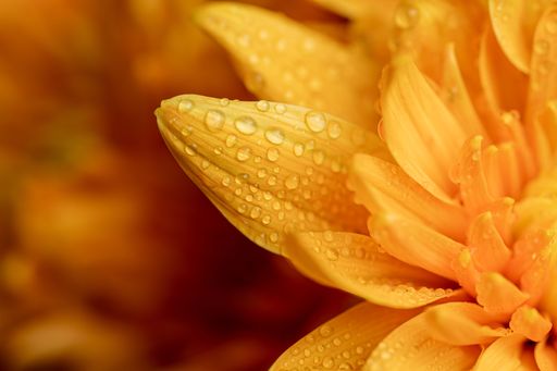 A closeup of a beautiful flower with glistening water droplets scattered across its petals