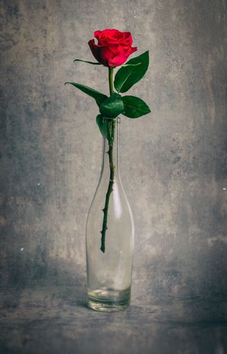 A vibrant red rose in a glass vase displayed against a neutral toned wall