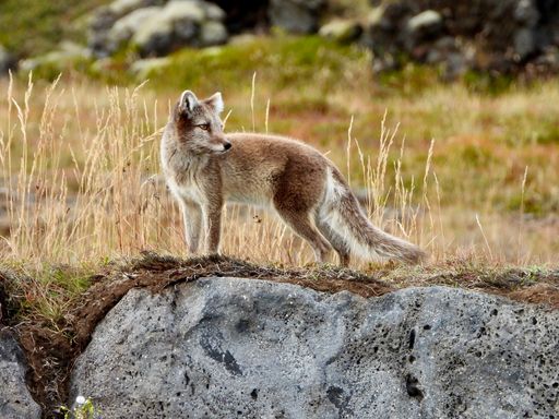 An adorable Arctic fox perched atop a rocky ledge with lush green vegetation in the background