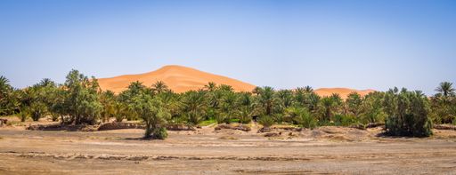 An oasis in the Sahara desert under the sunlight and a blue sky in Morocco in Africa