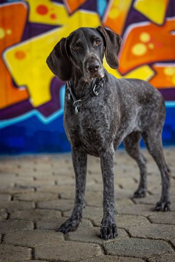 A large brown German Shorthaired Pointer in front of a brick wall with bright graffiti artwork