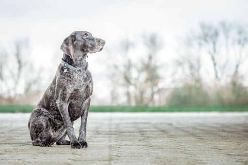 A German Shorthaired Pointer sitting in a relaxed position in a park