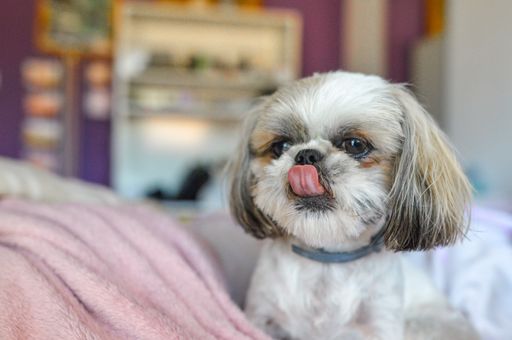 A Shih Tzu puppy being cheeky on the bed