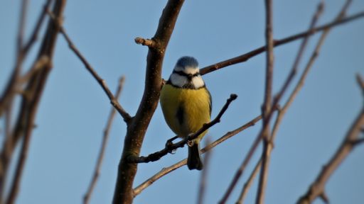 A selective focus shot of a Eurasian blue tit perched on a branch