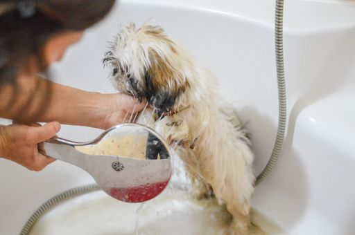 A Shih Tzu puppy being bathed by its owner in s tu
