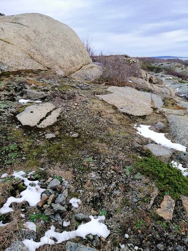 A vertical picture of rocks covered in the snow and mosses under a cloudy sky