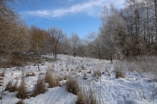 A closeup shot of a natural landscape with trees covered in snow in Ullerup, Fredericia, Denmark