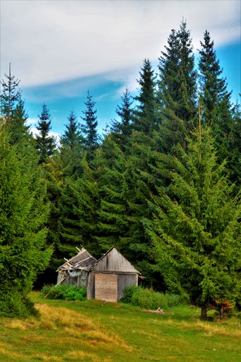 A vertical shot of an abandoned wooden house in a meadow with green trees