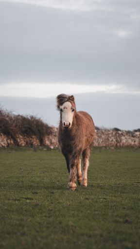 Horse in a field under a cloudy sky in the countryside