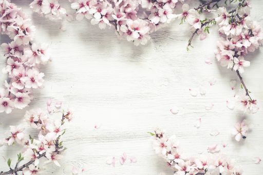 A top view of a White wood textured background decorated with almond rose flowers