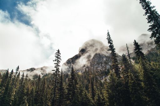 A mesmerizing view of the fir trees in the forest in front of a mountain covered in steam, low angle