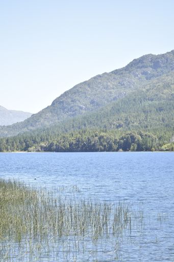 A vertical shot of a lake with water plants in front of a high hill covered in green