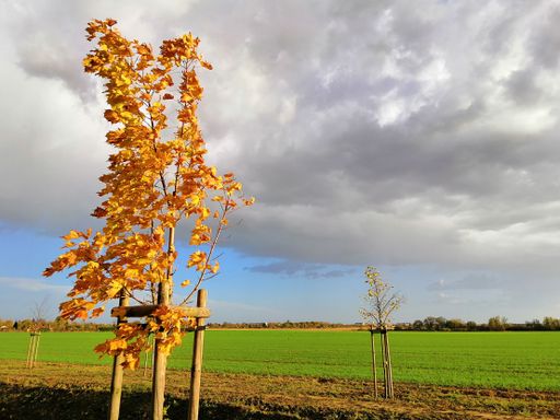 A field covered in greenery under a cloudy sky during the autumn in Stargard in Poland