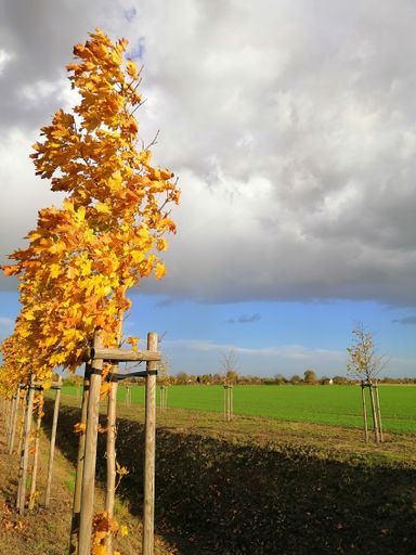 A vertical picture of a tree with yellow leaves in a field under a cloudy sky in Poland