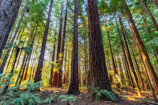 A low angle shot of the Rotorua redwood trees in new Zealand
